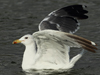 Larus armenicus